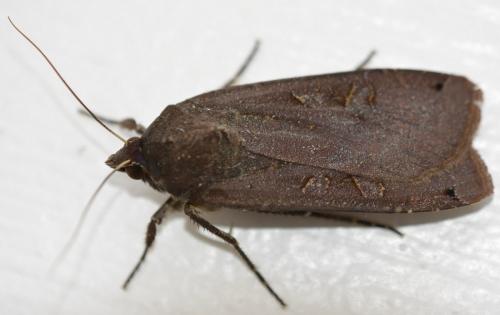 Noctua pronuba